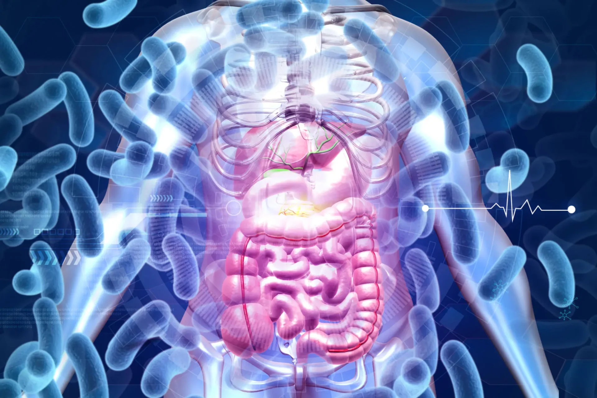 3D illustration of human digestive system inside transparent torso.